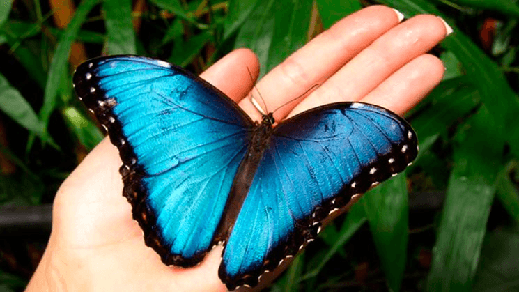 “La Mariposa Azul: La Lección de la Vida en Nuestras Manos” 🦋💫